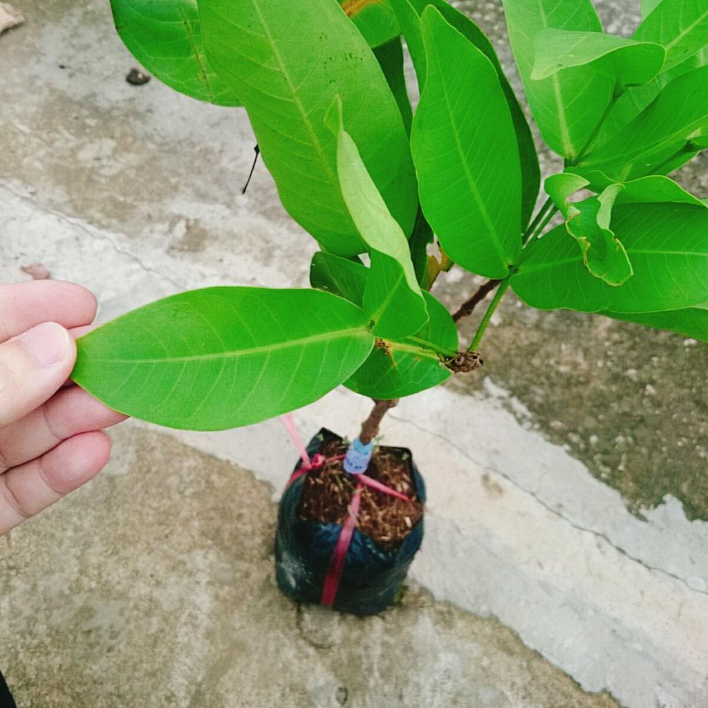 Mận An Phước ( cây roi đỏ ) không hạt + cho quả sau 3 tháng + tặng phân bón