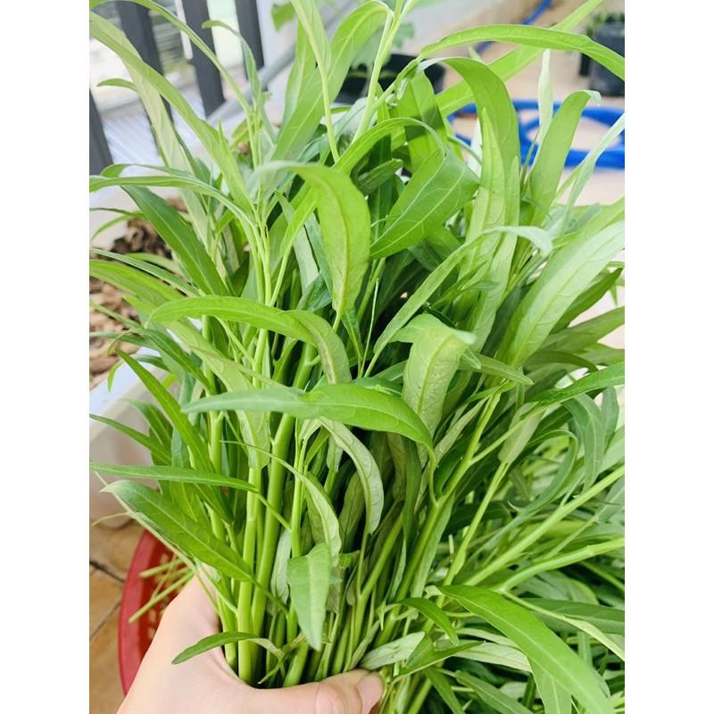 Hạt giống rau muống