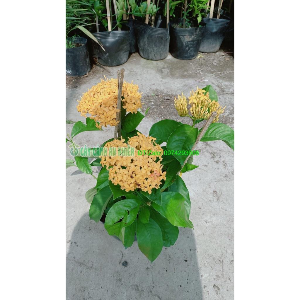 Cây Hoa Trang Mỹ Màu Vàng