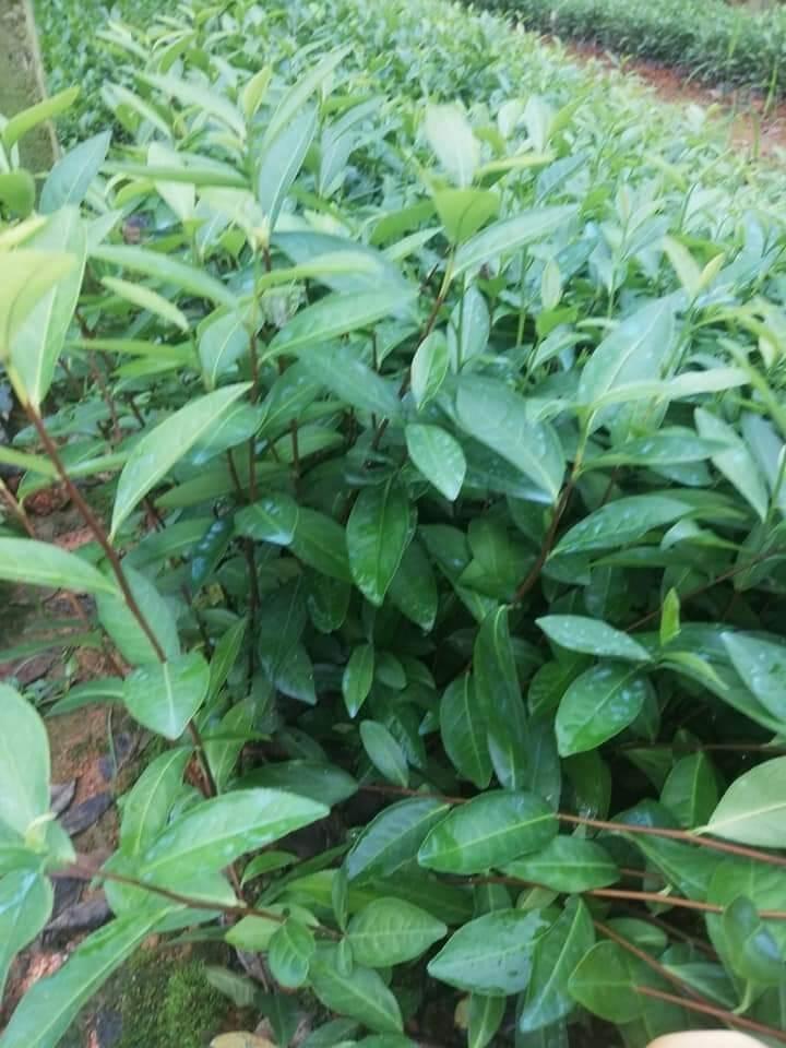 Combo 10 cây chè Thái Nguyên