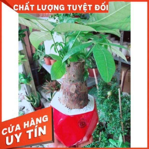 Chậu kim ngân chân voi kèm dĩa lót