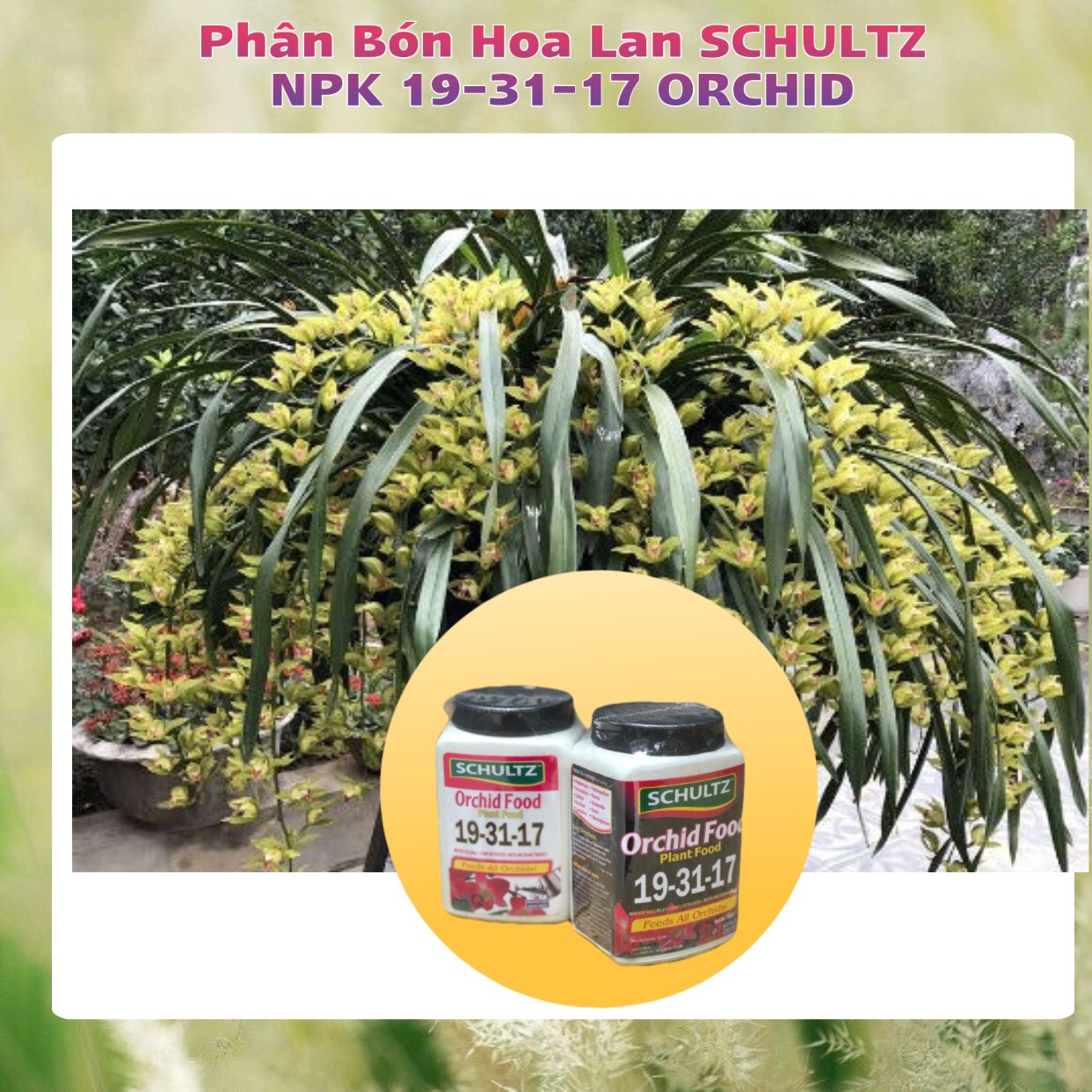 Phân Bón Hoa Lan SCHULTZ NPK 19-31-17 ORCHID Hũ 283g