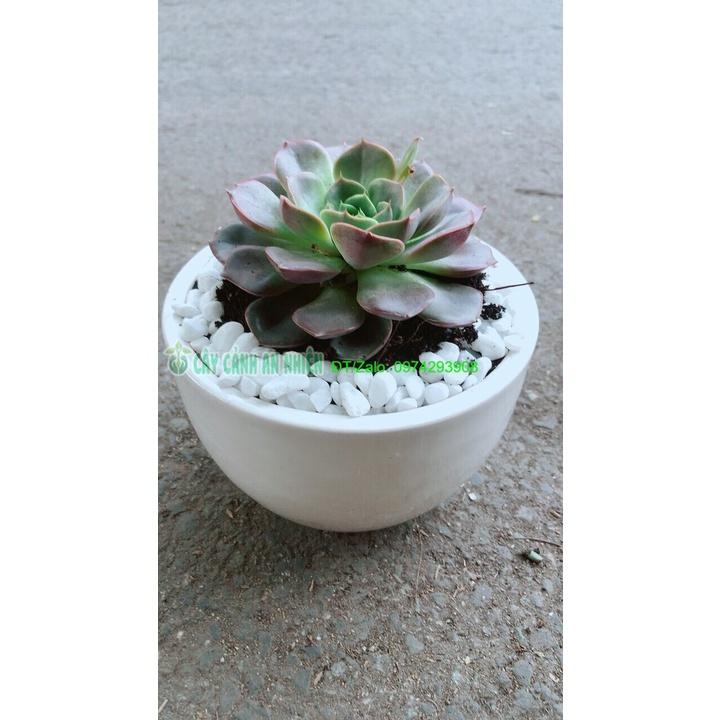 Chậu Cây Sen Đá Nâu