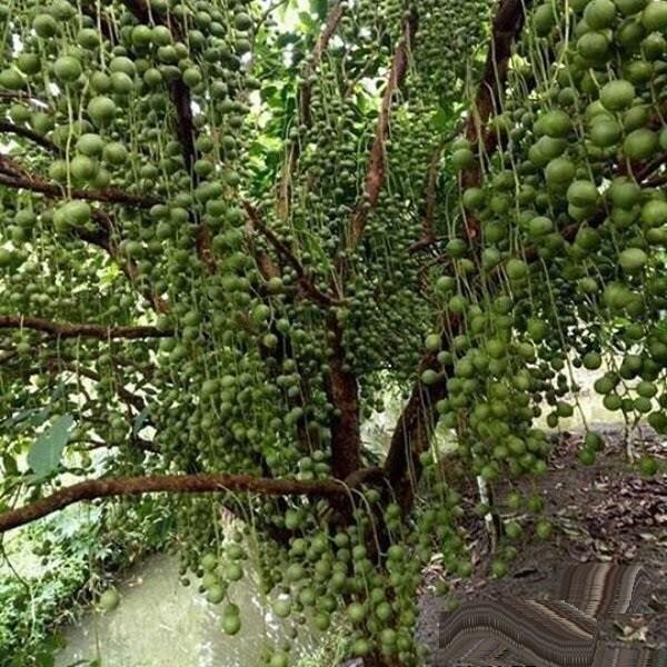 Cây giống BÒN BON siêu sai quả - Cây giống F1