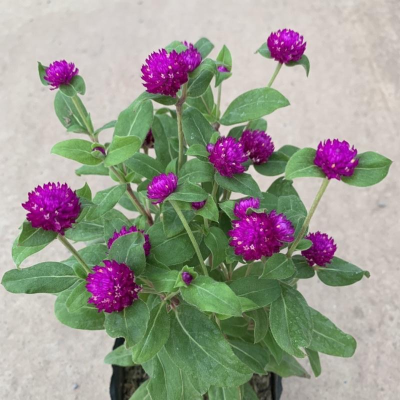 Cây cúc bách nhật cao 15cm, cây hoa cảnh nở rực rỡ trồng trang trí sân vườn, ven đường và công viên