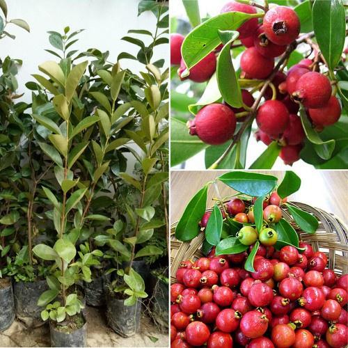 Cây Giống Ổi Sim Nhật -