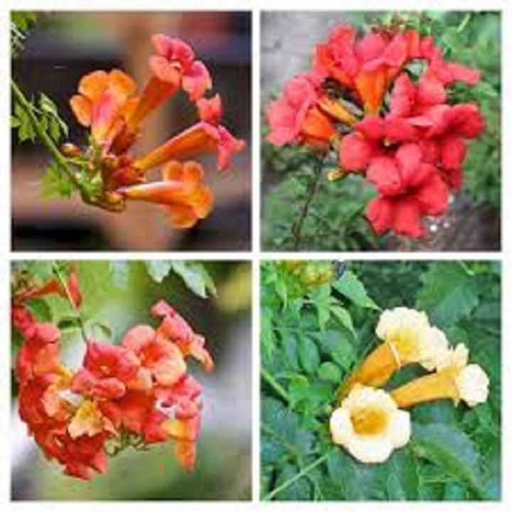 CHẬU CÂY DÂY LAN TIÊU - CÂY GIỐNG