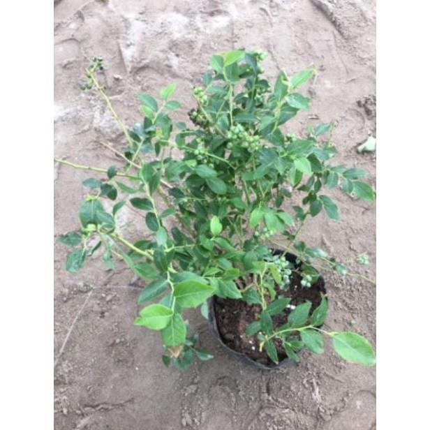 Cây Việt Quất Tứ Quý Siêu Quả