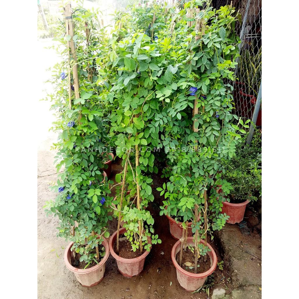 Nguyên chậu leo đậu biếc