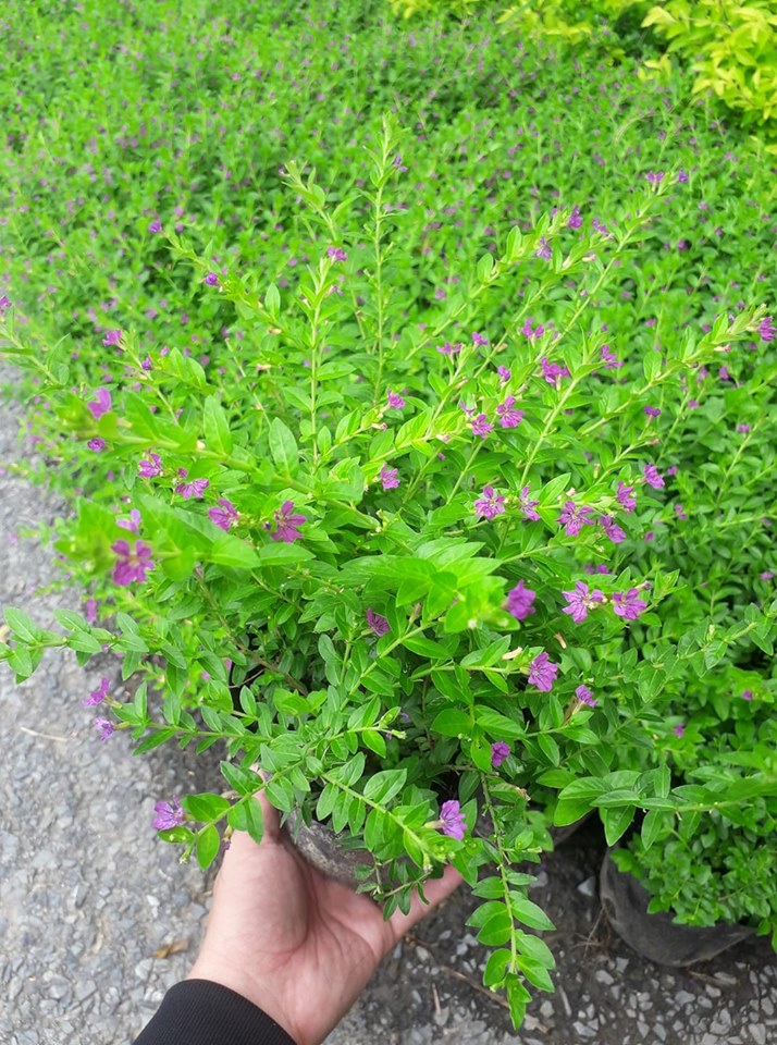 Cẩm Tú Mai - Chậu Hoa