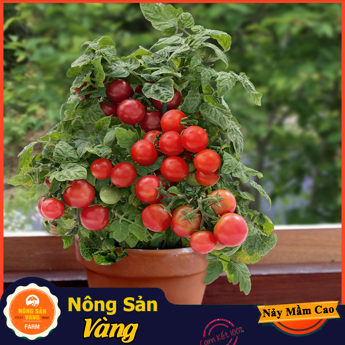 Hạt giống Cà Chua Bi Đỏ Lùn - Nông Sản Vàng