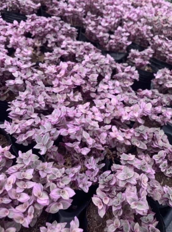SEN ĐÁ PINK LADY - ĐÀ LẠT - LỖI 1 ĐỔI 1