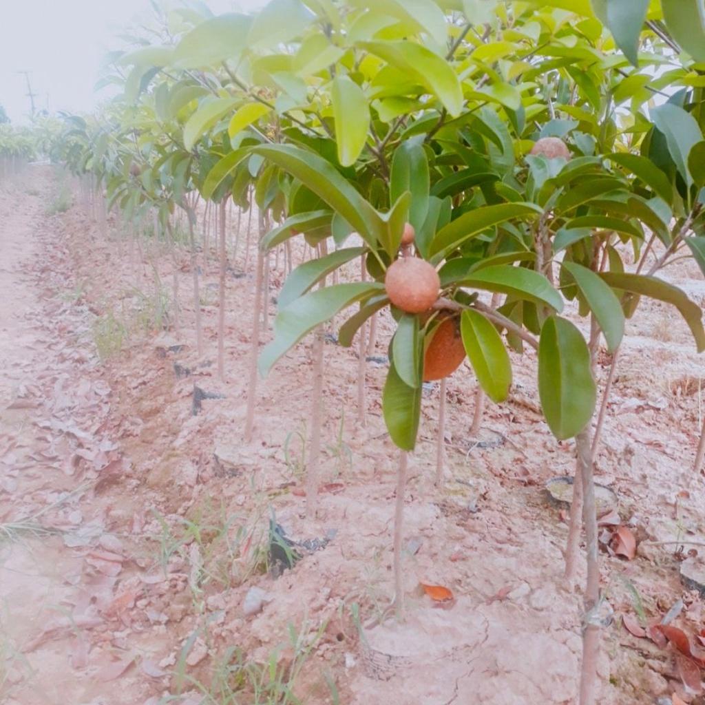 CÂY GIỐNG SAM PÔ CHÊ TRỒNG CHẬU ĐANG RA BÔNG CÓ QUẢ CAO 2M.