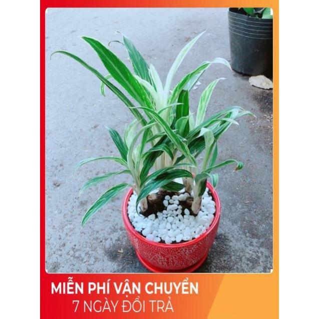 Chậu Cây Giữ Tiền