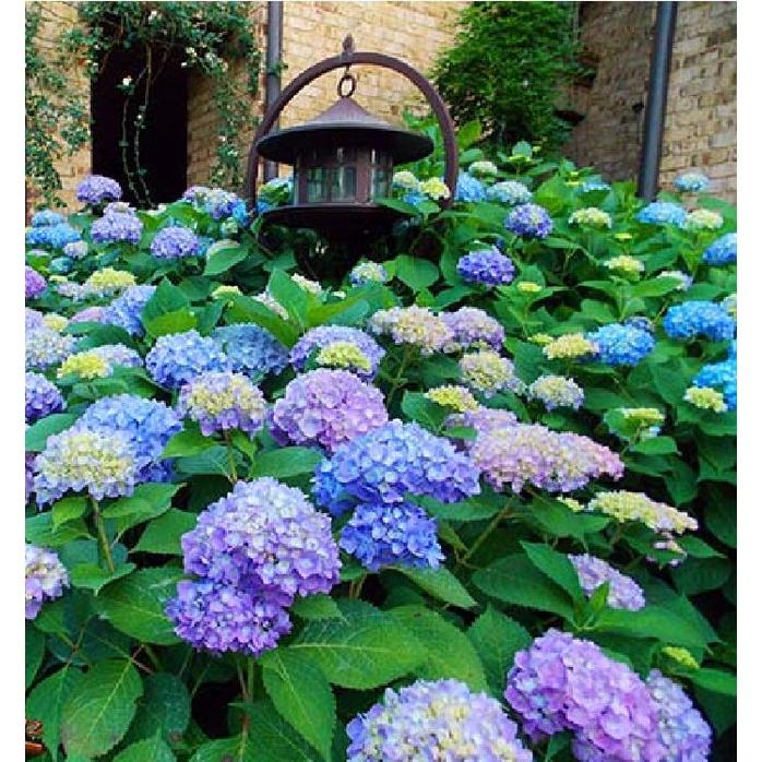 Hạt giống hoa cẩm tú cầu mix màu KNS3619 - Gói 5 hạt