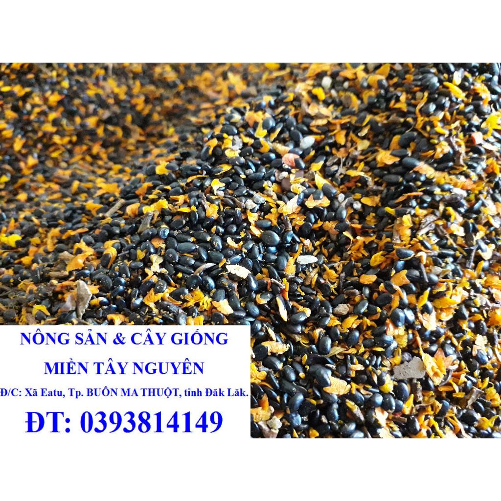 500 gram HẠT GIỐNG Keo Tai Tượng ÚC