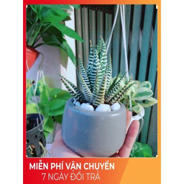 Chậu Móng Rồng