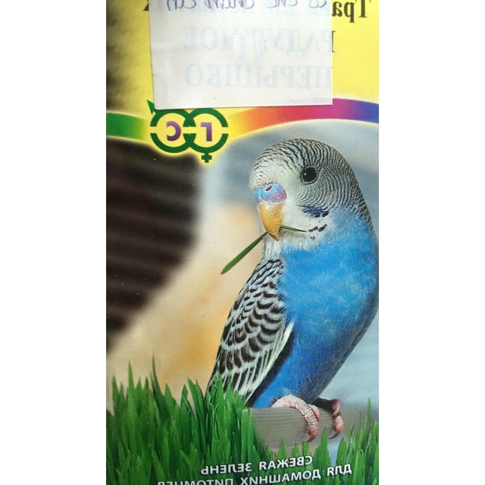 Hạt giống cỏ lúa mì lúa mạch - 1 gói 100gram