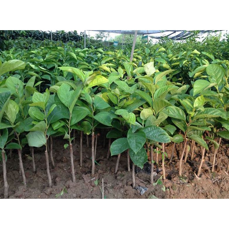 CÂY GIỐNG HỒNG NHÂN HẬU