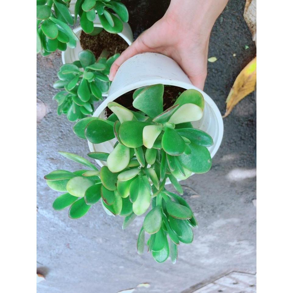 Chậu Ngọc Bích Bán Chạy