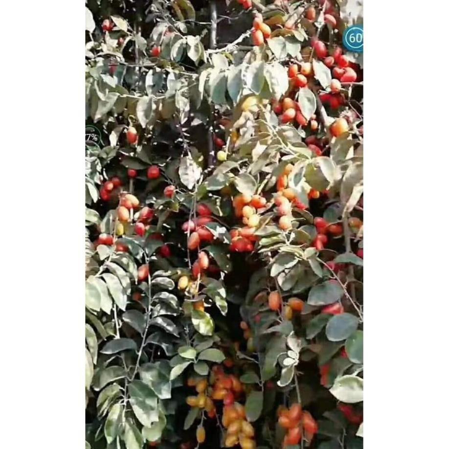 Sản phẩm CÂY NHÓT NGỌT MỸ