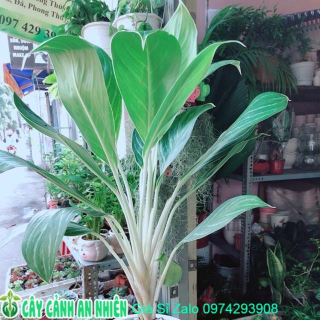 Chậu Cây Bạch Mã Hoàng Tử