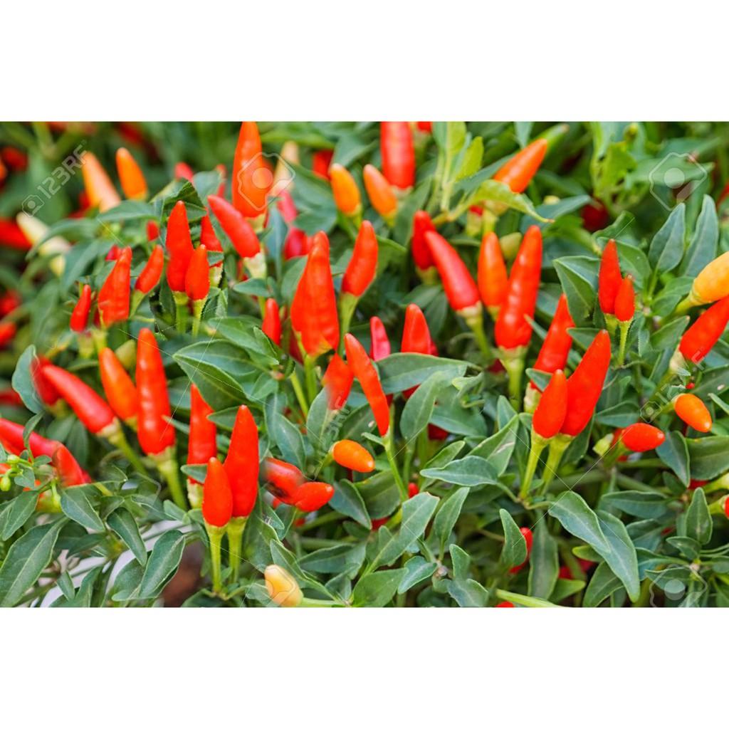 Combo 2 Túi Bột Ớt Cay Việt Nam 500g