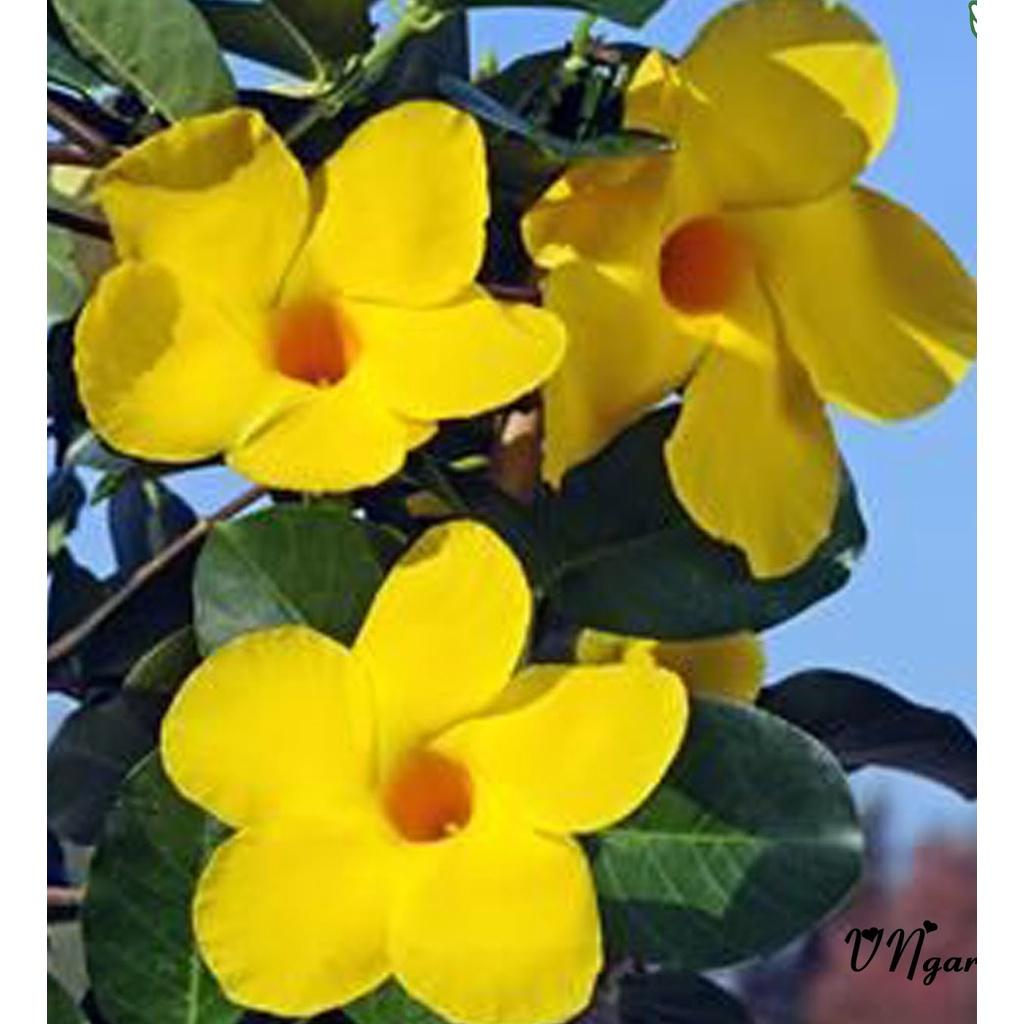 CHẬU HOA LEO HUỲNH ĐỆ GIỐNG