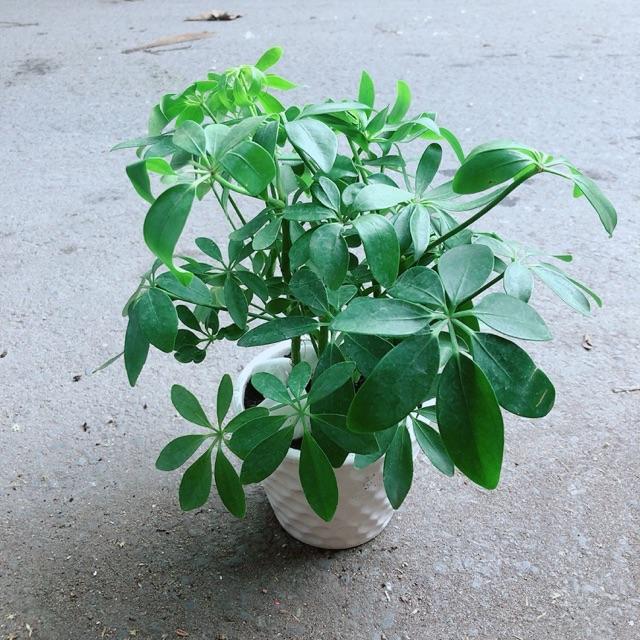 Chậu Cây Ngũ Gia Bì Đuổi Muỗi Tốt