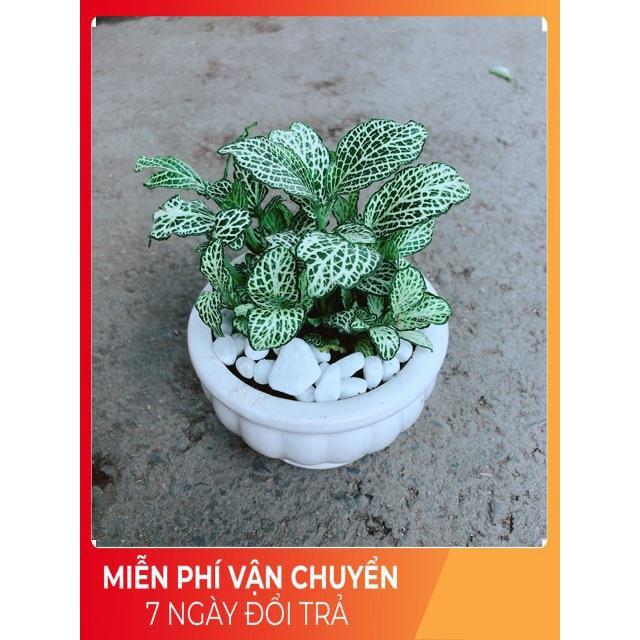 Chậu Cẩm Nhung Xanh