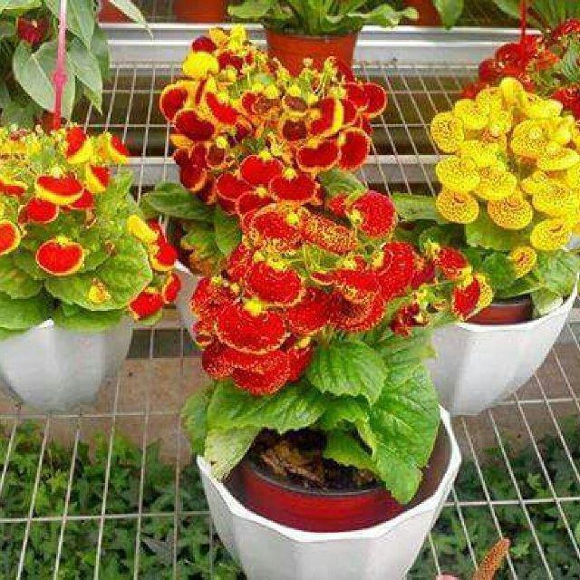 Hạt Giống Hoa Huyền Sâm Mix Màu KNS3632 - Gói 20 hạt