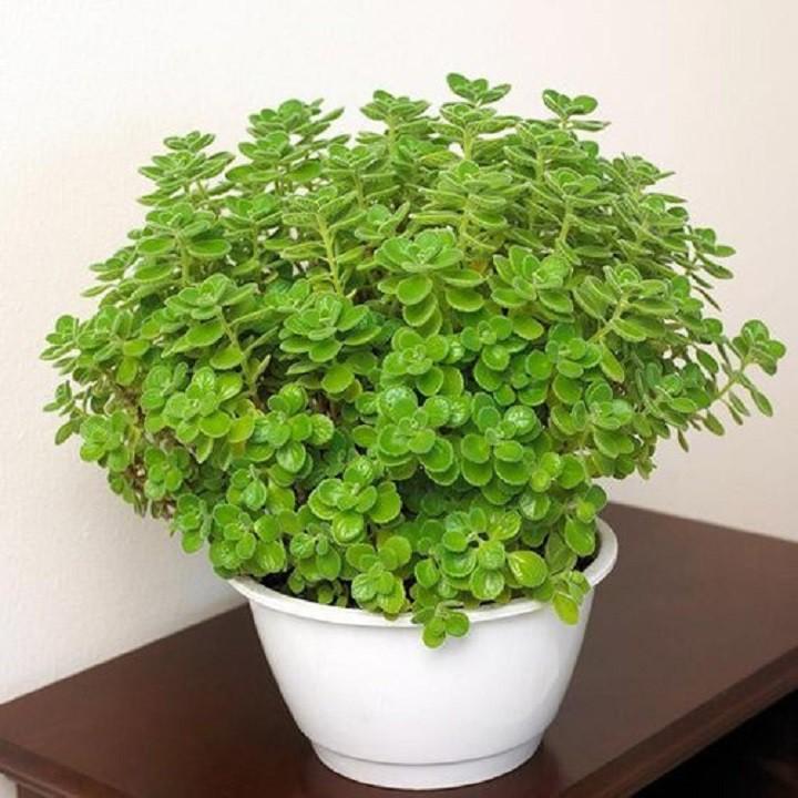 CHẬU CÂY NHẤT MẠT HƯƠNG , XUA ĐUỔI MUỖI, MANG LẠI TÀI LỘC CHO CHỦ NHÀ