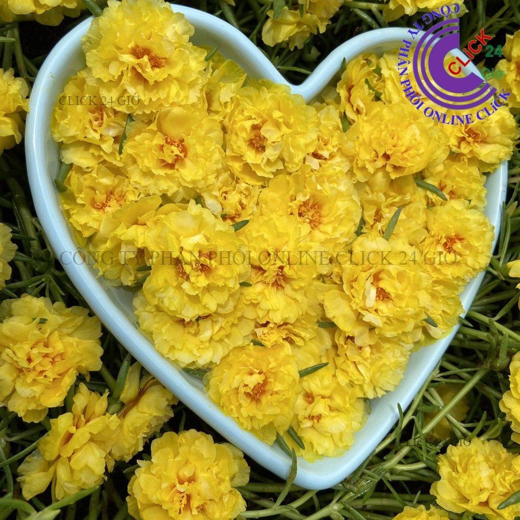 1 Ký Cành Giống Hoa Mười Giờ Thái Kép Màu Mới - VÀNG SANG CHẢNH - Sáng Nổi Bật Tuyệt Đẹp GIA DỤNG THÔNG MINH PKM