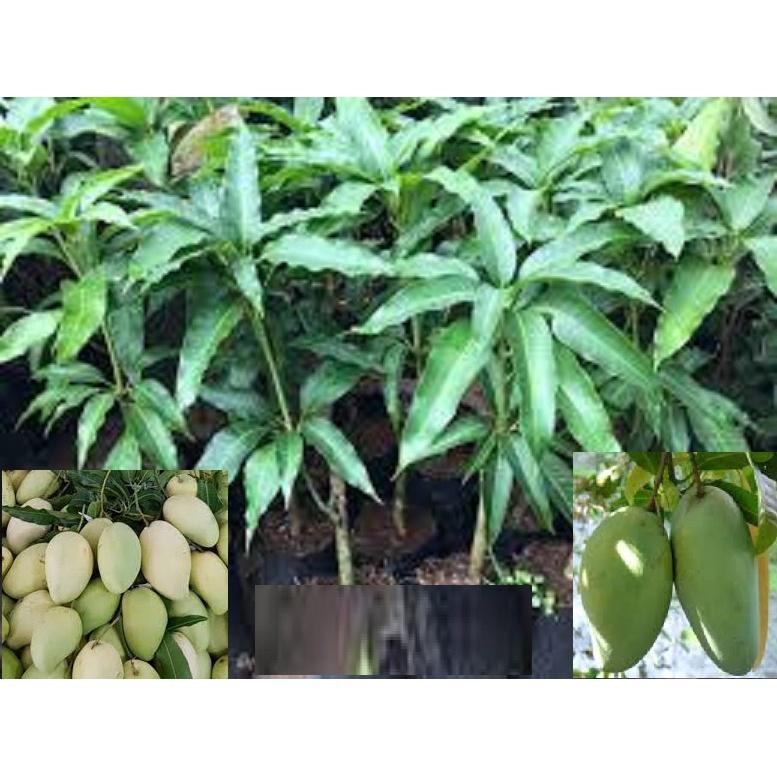 Cây giống TỨ QUÝ