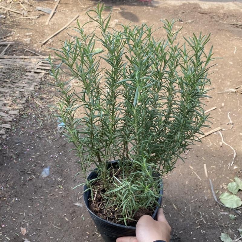 Cây Hương Thảo size to và nhỏ , có hương thơm dịu nhẹ và có tác dụng đuổi muỗi