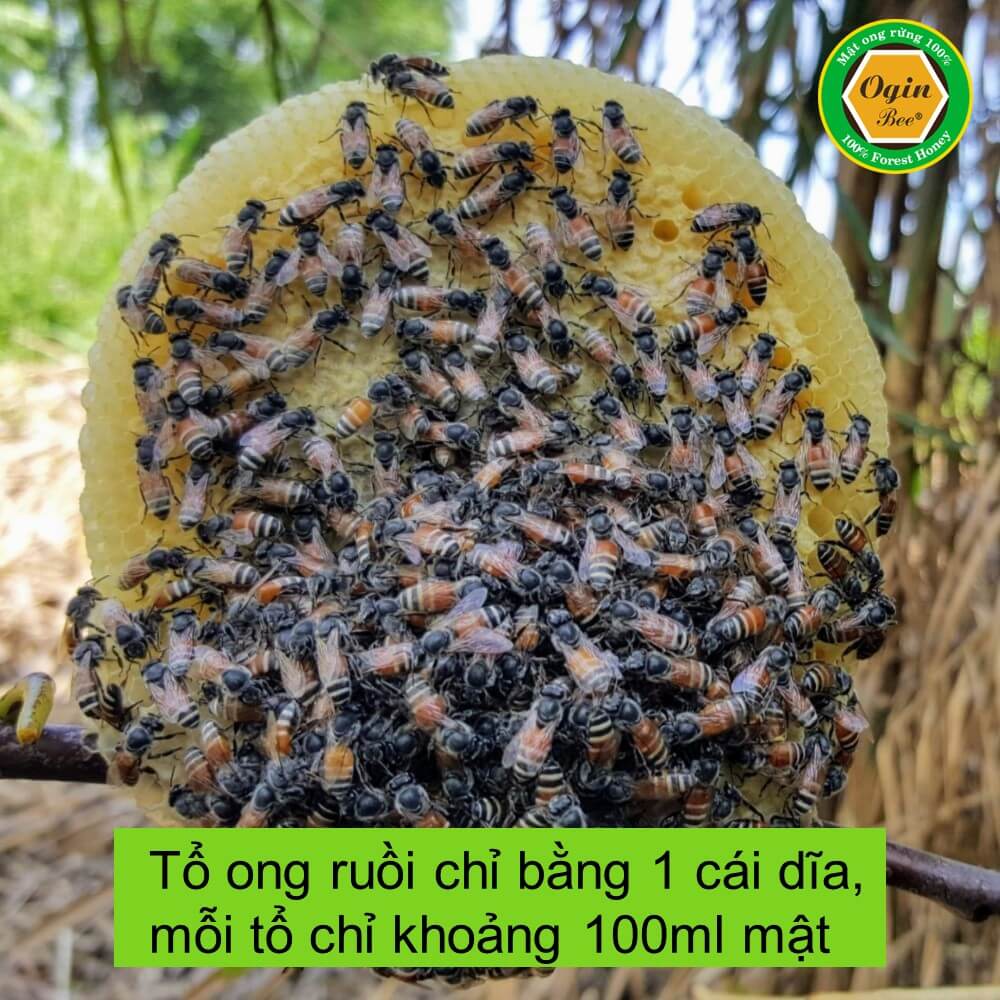 Mật ong ruồi - 500ml, Mật ong tự nhiên quý hiếm, không thể nuôi