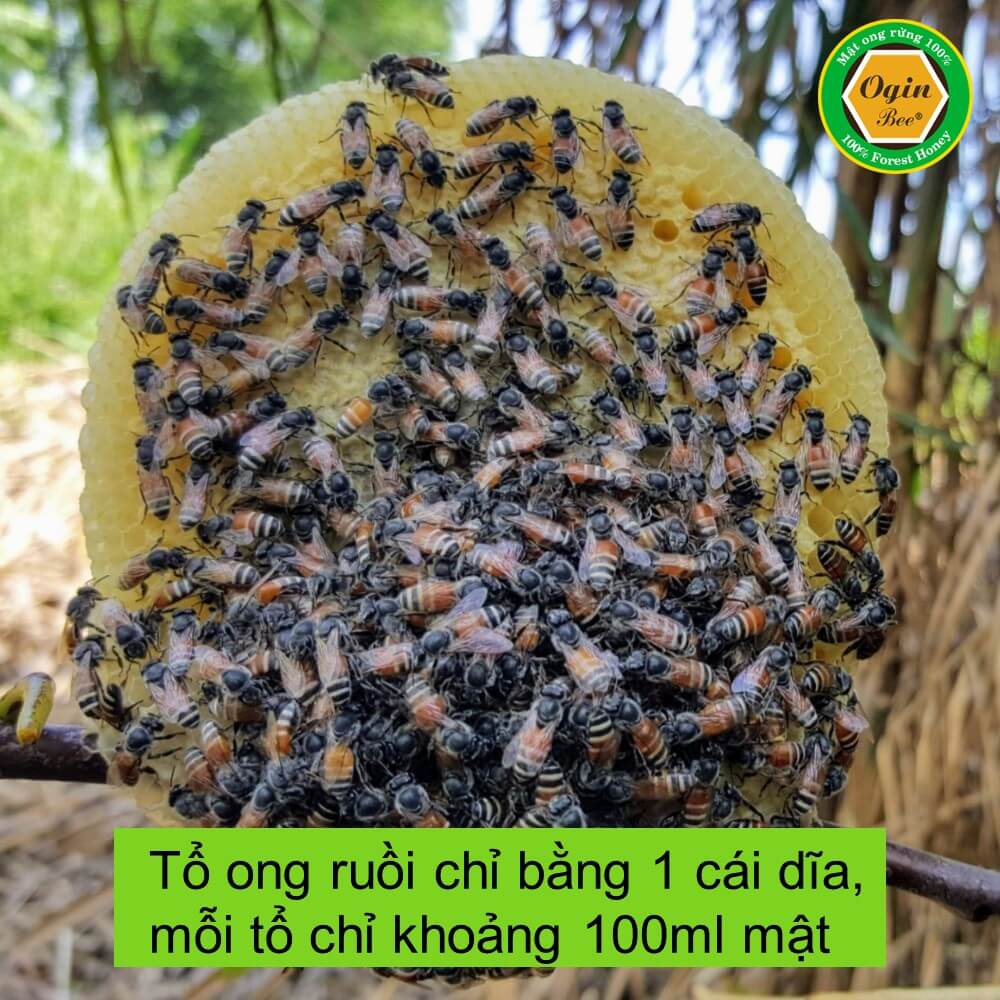 Mật ong ruồi nguyên chất và Mật ong rừng U Minh - Combo 2 Chai 500ml , Mật ong tự nhiên an toàn, OGINBEE