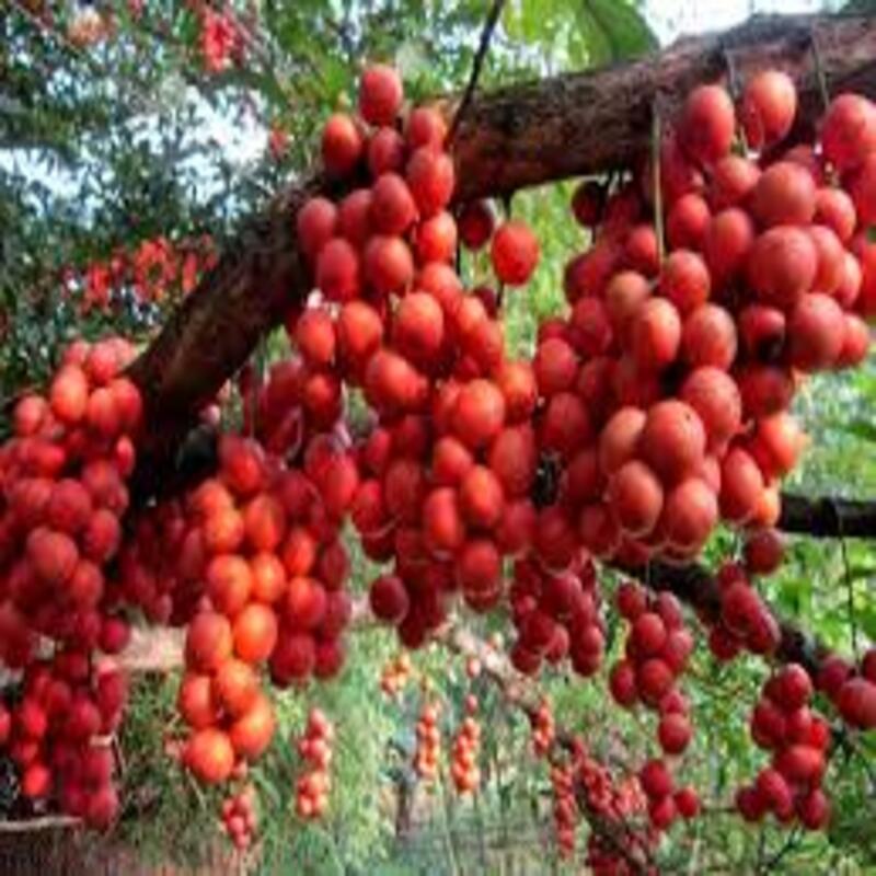 Cây giống Dâu da đất cây giống chuẩn cho năng suất cao