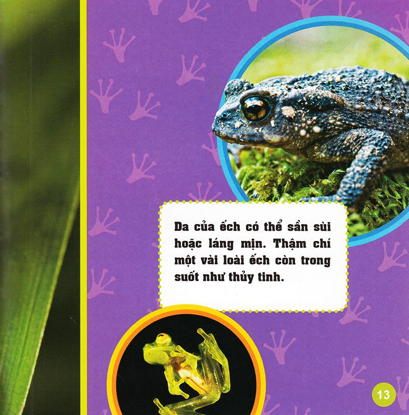 Khám Phá Thế Giới Diệu Kì - Loài Ếch
