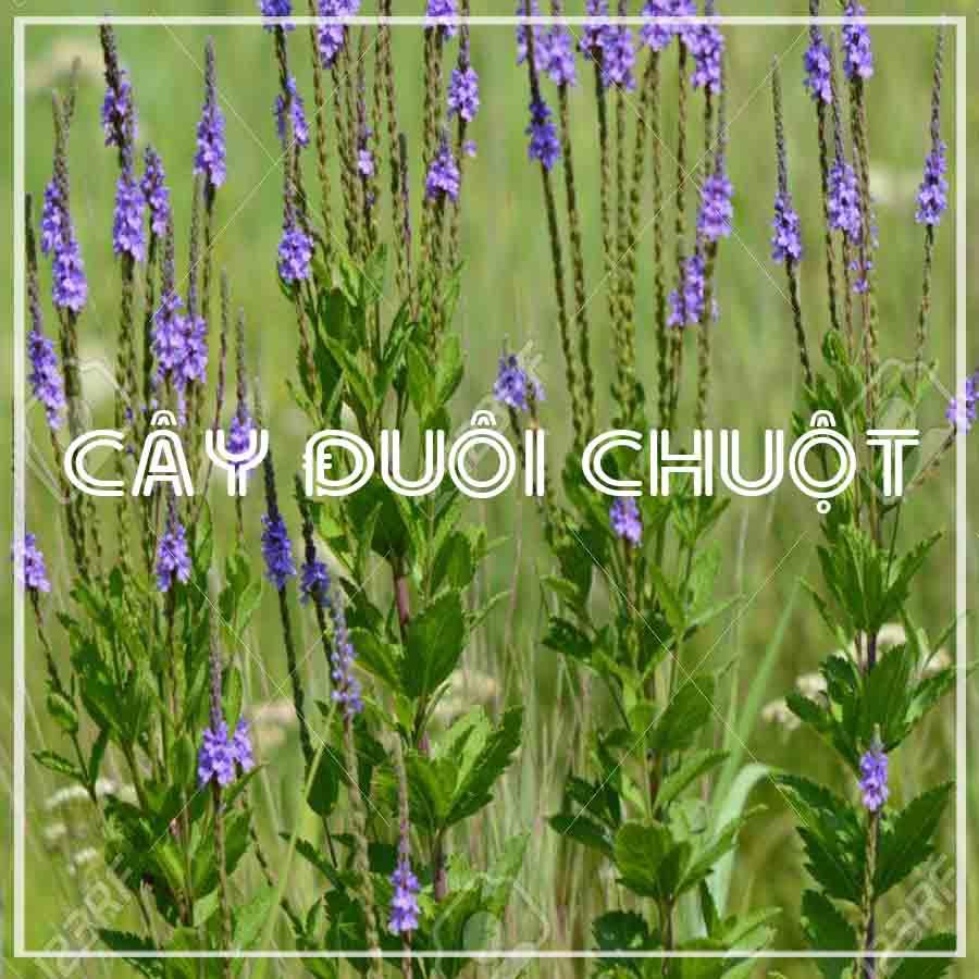 Cây Đuôi Chuột khô đóng gói 500gram