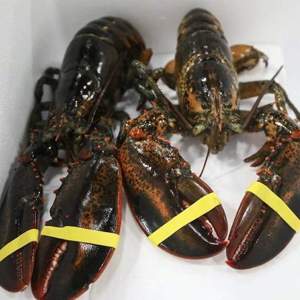Tôm Hùm Alaska Sống Size 500g