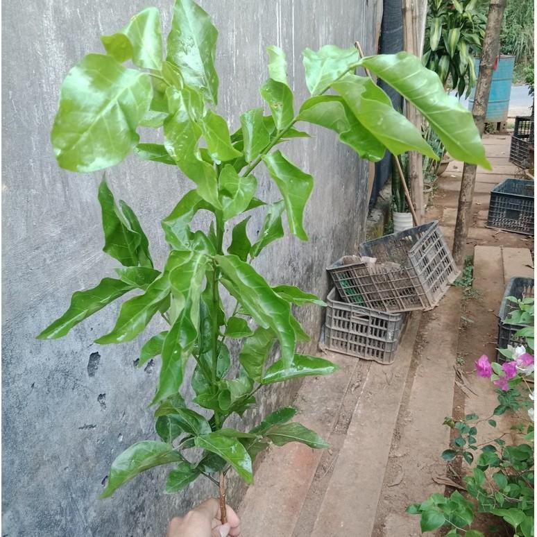 Giống Cây Quất Hồng Bì, Cây cao 50-60cm