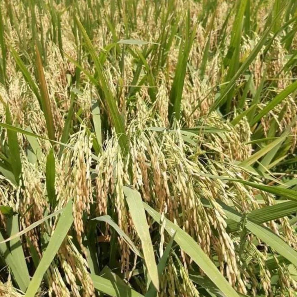 Phân bón Kali-bo-micro dùng cho lúa, giúp cây siêu vào đòng, trỗ thoát, cứng cây, chống lem lép hạt.