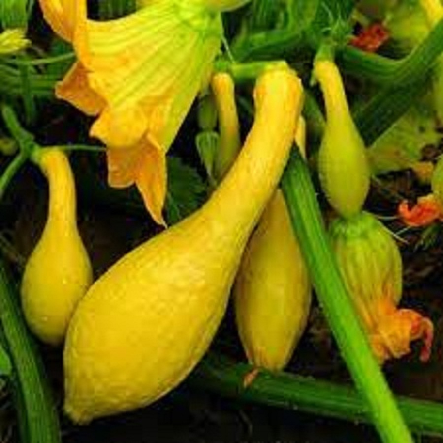 Hạt giống bí thiên nga vàng dể trồng f1-gói 5 hạt-tặng kèm gói phân bón lót