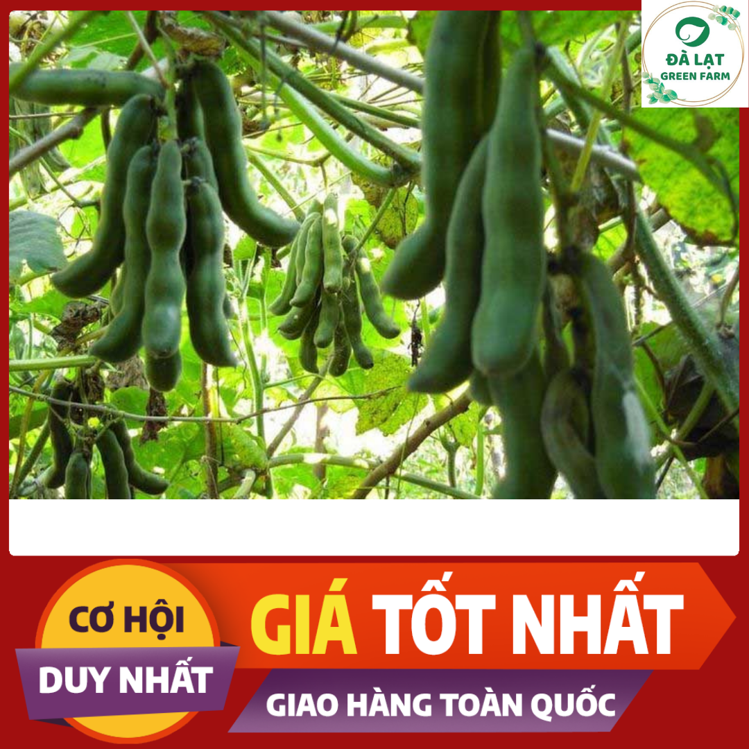 10 Hạt_Hạt Giống Đậu Me (Siêu Dễ Trồng)