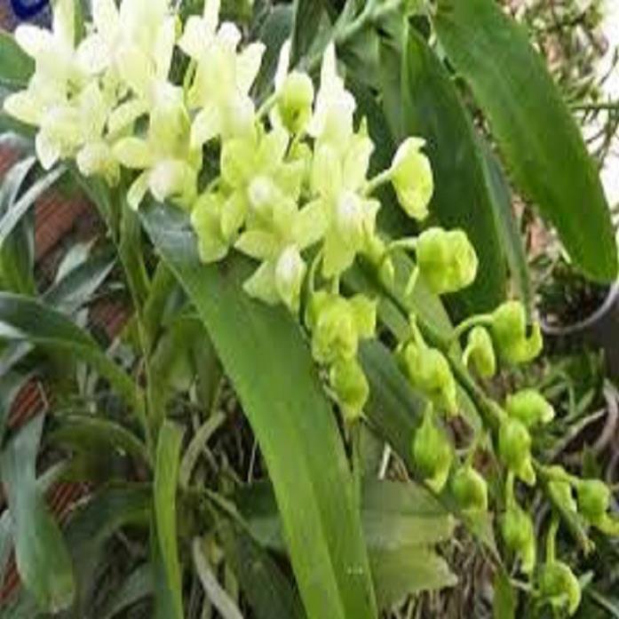 Sản Phẩm Hoa lan quế lan hương