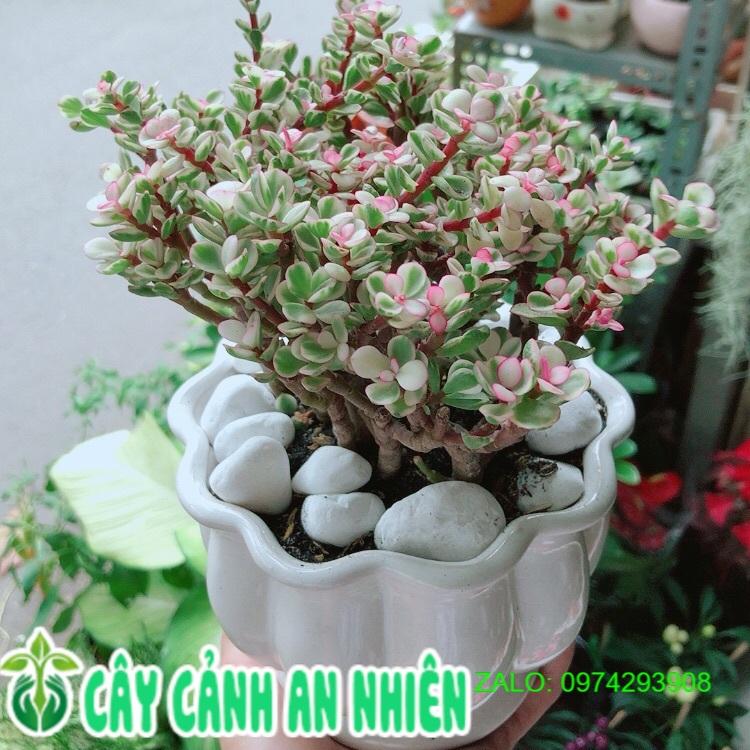 Chậu Cây Cành Vàng Lá Ngọc