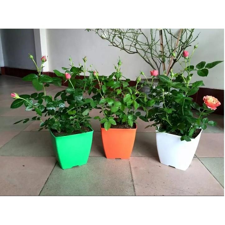 CHẬU NHỰA TRỒNG CÂY VUÔNG 16X15CM - SET 5 CÁI