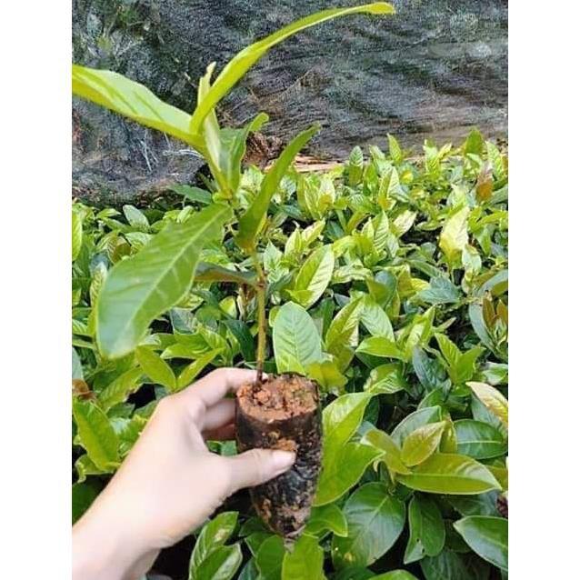 Cây giống hải đường