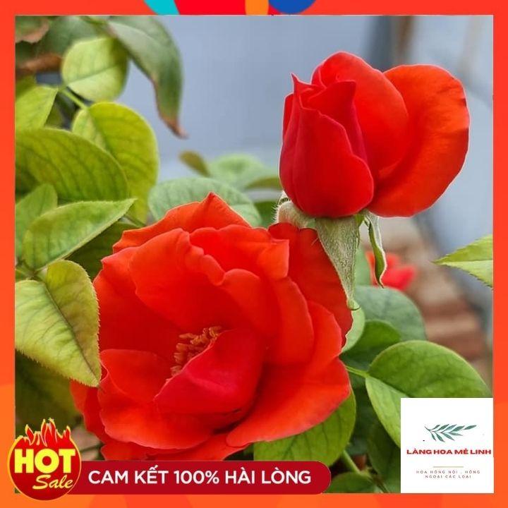 Hoa hồng cổ Tàu - Một ưu điểm rất lớn của loài hoa này rất siêng hoa, ra hoa quanh năm.